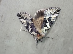 Syngrapha rectangula