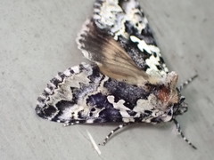 Syngrapha rectangula