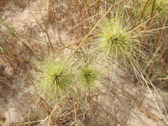 Spinifex longifolius