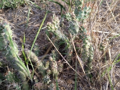 Opuntia fragilis