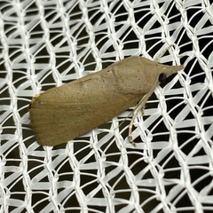 Hypocala guttiventris