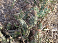 Opuntia fragilis