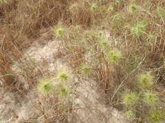 Spinifex longifolius
