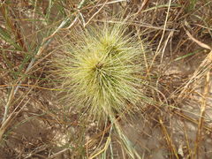 Spinifex longifolius