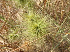 Spinifex longifolius