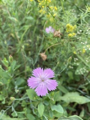 Dianthus campestris