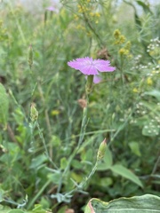 Dianthus campestris