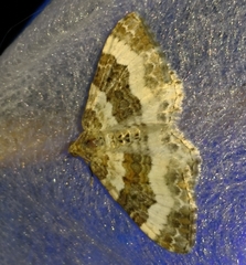 Epirrhoe rivata