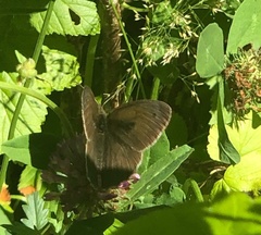 Aphantopus hyperantus