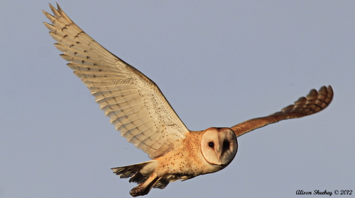 American Barn Owl, photo 9 of 9
