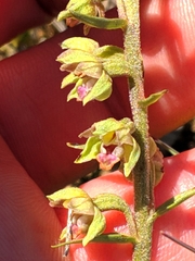Epipactis kleinii