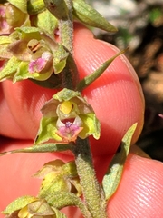 Epipactis kleinii