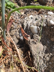 Capnodis