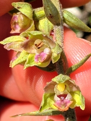 Epipactis kleinii
