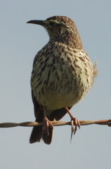 Certhilauda curvirostris