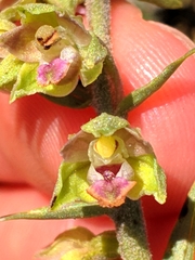 Epipactis kleinii