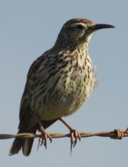 Certhilauda curvirostris