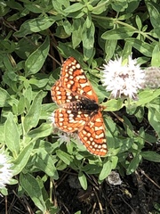 Euphydryas chalcedona sierra
