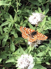Euphydryas chalcedona sierra