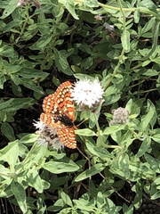 Euphydryas chalcedona sierra