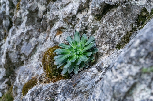 Image of Saxifraga mutata by (c) Philipp Pavelka, some rights reserved (CC BY)