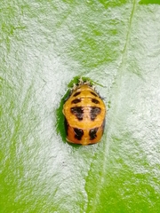 Harmonia axyridis