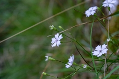 Heliosperma alpestre