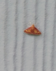 Pyrausta acrionalis