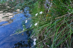 Heliosperma alpestre