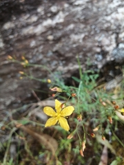 Hypericum linariifolium