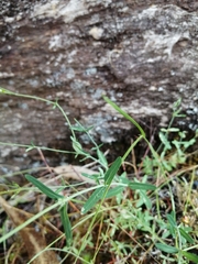 Hypericum linariifolium