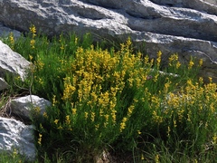 Genista sylvestris