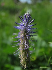 Phyteuma persicifolium