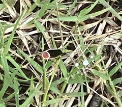 Pseudomops septentrionalis