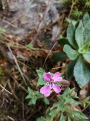 Silene acutifolia