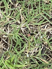 Pseudomops septentrionalis