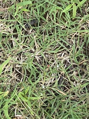 Pseudomops septentrionalis