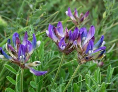 Astragalus vesicarius carniolicus