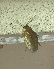 Compsodes schwarzi