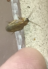 Compsodes schwarzi