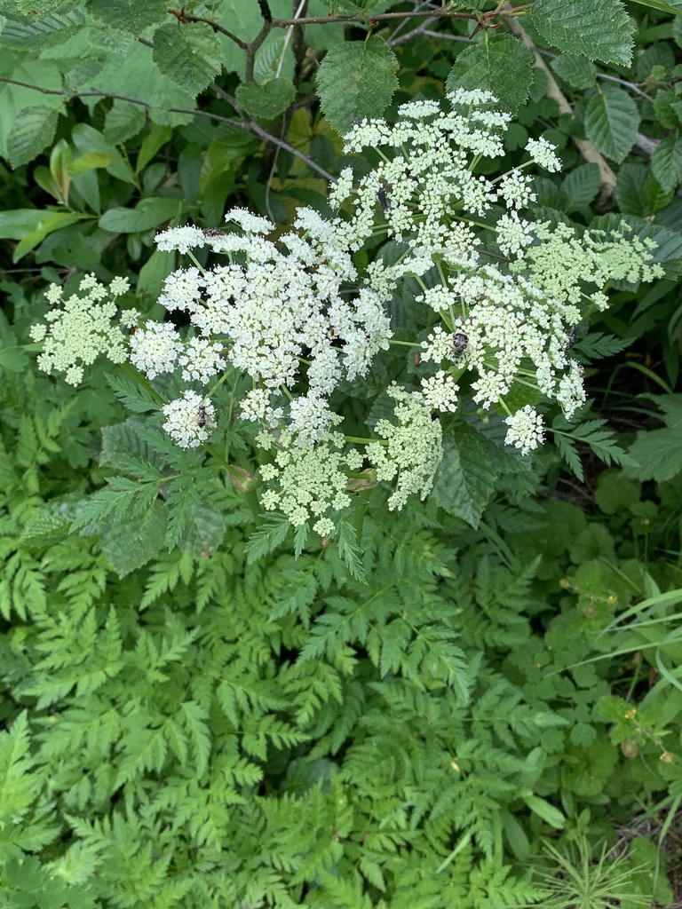 Canby's Wild Lovage