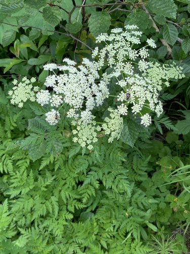 Canby's licorice-root (Ligusticum canbyi)