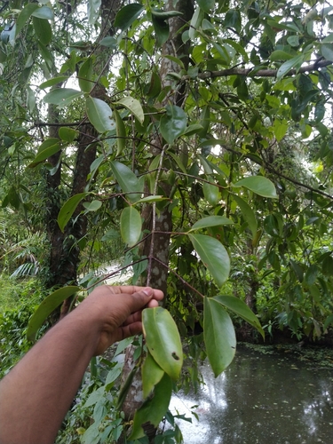 Image of Garcinia gummi by (c) Navaneeth Sini George, some rights reserved (CC BY)