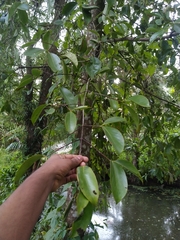 Garcinia gummi-gutta