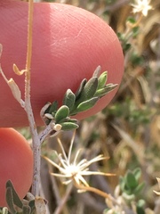Brickellia frutescens