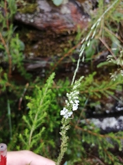 Anarrhinum duriminium