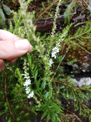 Anarrhinum duriminium