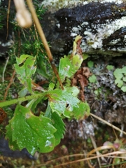 Anarrhinum duriminium