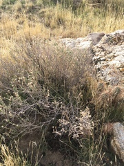 Brickellia frutescens