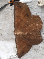 Euchlaena johnsonaria